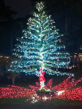 美らヤシパークオキナワ・東南植物楽園に投稿された画像（2020/12/28）