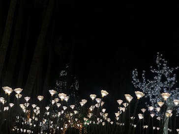 美らヤシパークオキナワ・東南植物楽園に投稿された画像（2020/12/29）