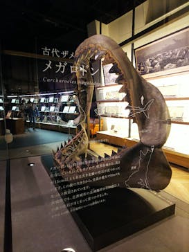 アクアワールド茨城県大洗水族館に投稿された画像（2020/12/29）