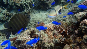 ダイビングショップ Sea Free（シーフリー）に投稿された画像（2020/12/29）