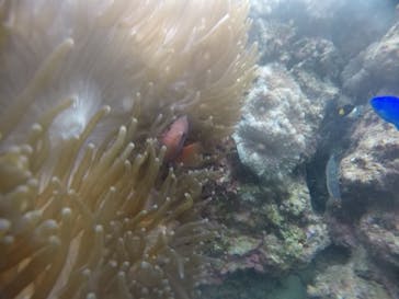 武藤潜水に投稿された画像（2020/12/29）