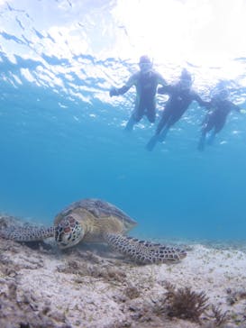 アマミエンシスに投稿された画像（2020/12/29）