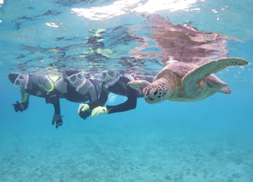 アマミエンシスに投稿された画像（2020/12/29）