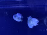 すみだ水族館に投稿された画像（2020/12/29）