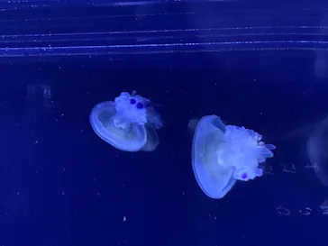 すみだ水族館に投稿された画像（2020/12/29）