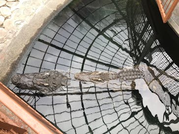 熱川バナナワニ園に投稿された画像（2020/12/29）