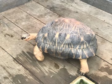 熱川バナナワニ園に投稿された画像（2020/12/29）