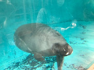 熱川バナナワニ園に投稿された画像（2020/12/29）