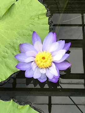 熱川バナナワニ園に投稿された画像（2020/12/29）