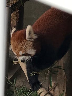 熱川バナナワニ園に投稿された画像（2020/12/29）