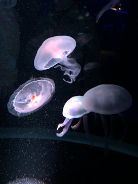 京都水族館に投稿された画像（2020/12/29）