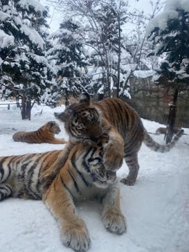 旭川市旭山動物園に投稿された画像（2020/12/29）