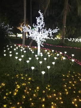 美らヤシパークオキナワ・東南植物楽園に投稿された画像（2020/12/29）