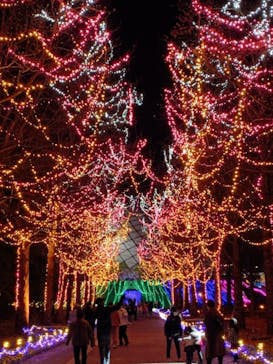 とっとり花回廊に投稿された画像（2020/12/29）