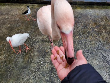 富士花鳥園に投稿された画像（2020/12/29）