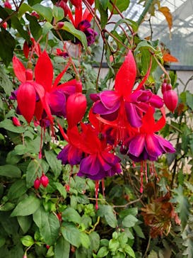 富士花鳥園に投稿された画像（2020/12/29）