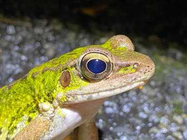 奄美ナイトツアーサービスに投稿された画像（2020/12/29）