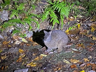 奄美ナイトツアーサービスに投稿された画像（2020/12/29）