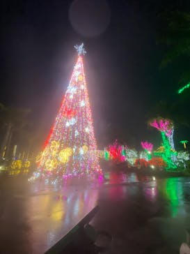 美らヤシパークオキナワ・東南植物楽園に投稿された画像（2020/12/29）