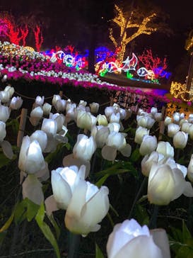 美らヤシパークオキナワ・東南植物楽園に投稿された画像（2020/12/29）