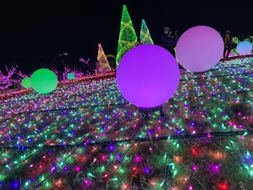 よみうりランド 遊園地に投稿された画像（2020/12/29）