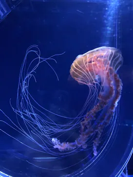 すみだ水族館に投稿された画像（2020/12/29）