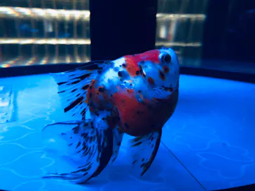 すみだ水族館に投稿された画像（2020/12/29）