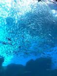 仙台うみの杜水族館に投稿された画像（2020/12/29）