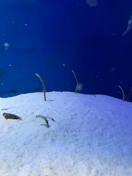 仙台うみの杜水族館に投稿された画像（2020/12/29）