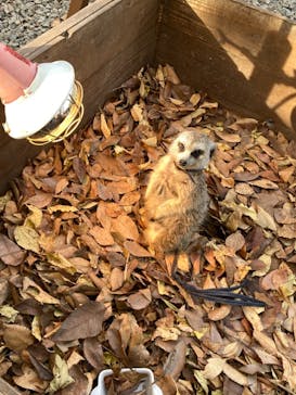 しろとり動物園に投稿された画像（2020/12/29）