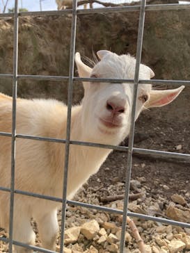 しろとり動物園に投稿された画像（2020/12/29）