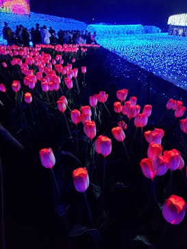 なばなの里に投稿された画像（2020/12/29）