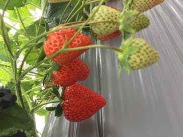 いのさんの観光農園に投稿された画像（2020/12/29）