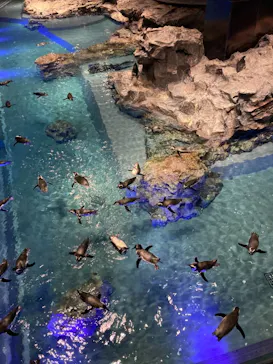 すみだ水族館に投稿された画像（2020/12/30）