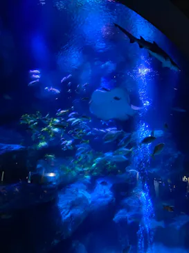 すみだ水族館に投稿された画像（2020/12/30）