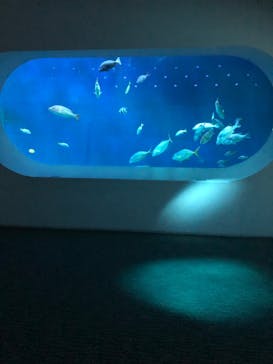 大分マリーンパレス水族館 「うみたまご」に投稿された画像（2020/12/30）