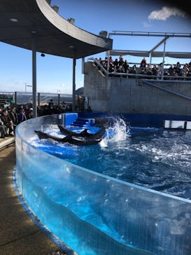 大分マリーンパレス水族館 「うみたまご」に投稿された画像（2020/12/30）
