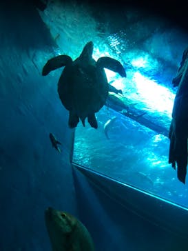 大分マリーンパレス水族館 「うみたまご」に投稿された画像（2020/12/30）