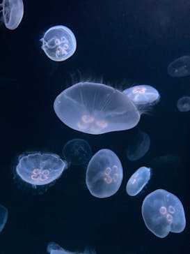 サンシャイン水族館に投稿された画像（2020/12/30）