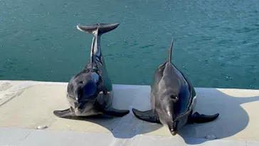 うみたま体験パーク 「つくみイルカ島」に投稿された画像（2020/12/30）