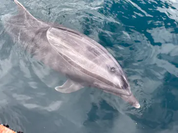 うみたま体験パーク 「つくみイルカ島」に投稿された画像（2020/12/30）