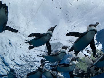 サンシャイン水族館に投稿された画像（2020/12/30）