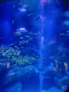 すみだ水族館に投稿された画像（2020/12/30）