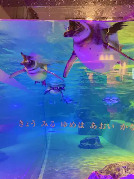 すみだ水族館に投稿された画像（2020/12/30）