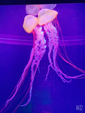 すみだ水族館に投稿された画像（2020/12/30）