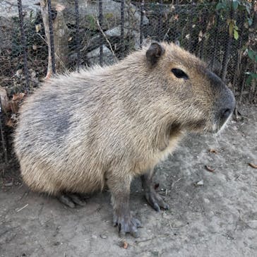 群馬サファリパークに投稿された画像（2020/12/30）