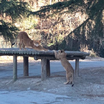 群馬サファリパークに投稿された画像（2020/12/30）