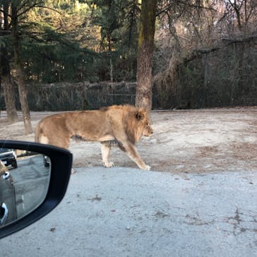 群馬サファリパークに投稿された画像（2020/12/30）