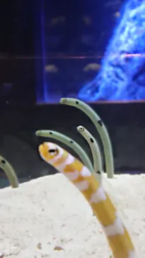 すみだ水族館に投稿された画像（2020/12/30）