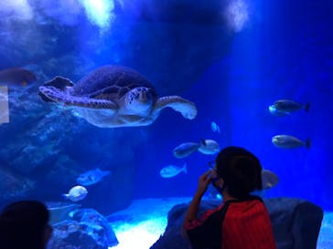 マクセル アクアパーク品川に投稿された画像（2020/12/30）